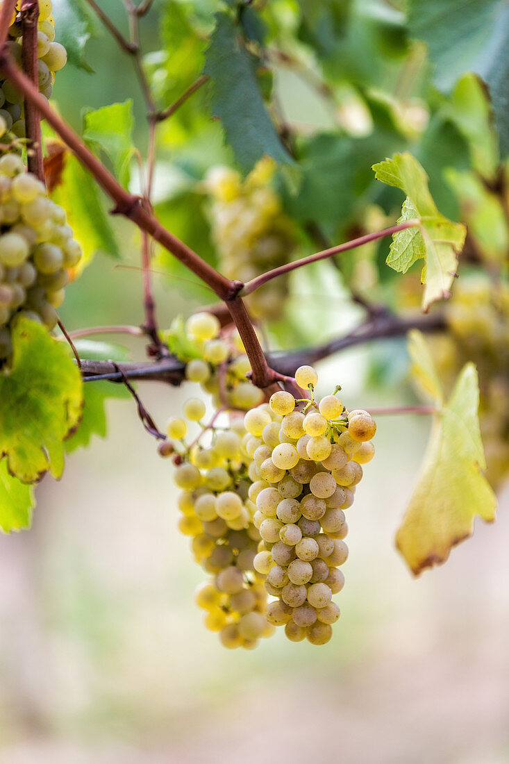 White grapes on the vine