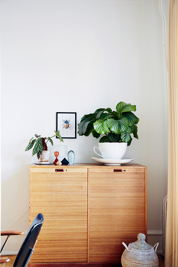 Houseplants on filing cabinet