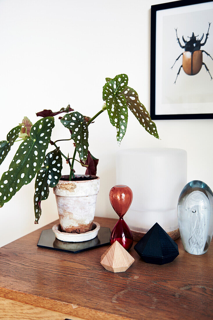 Houseplant and ornaments on top of filing cabinet