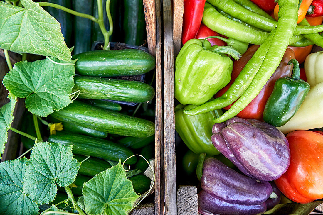 Colorful organic vegetables in wooden boxes