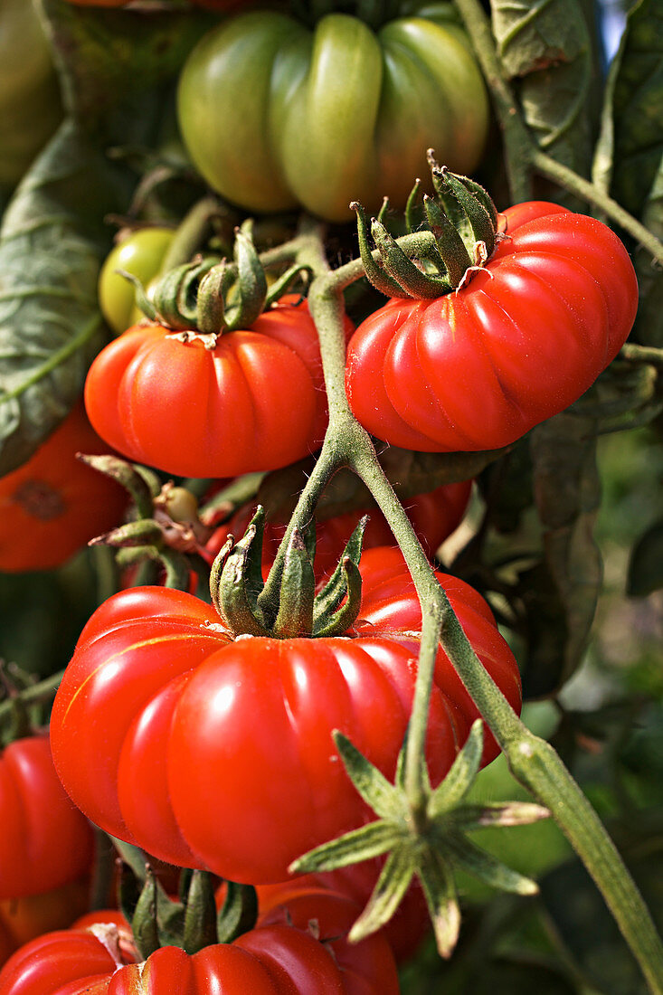 Tomaten der Sorte 'Costoluto Genovese' am Strauch