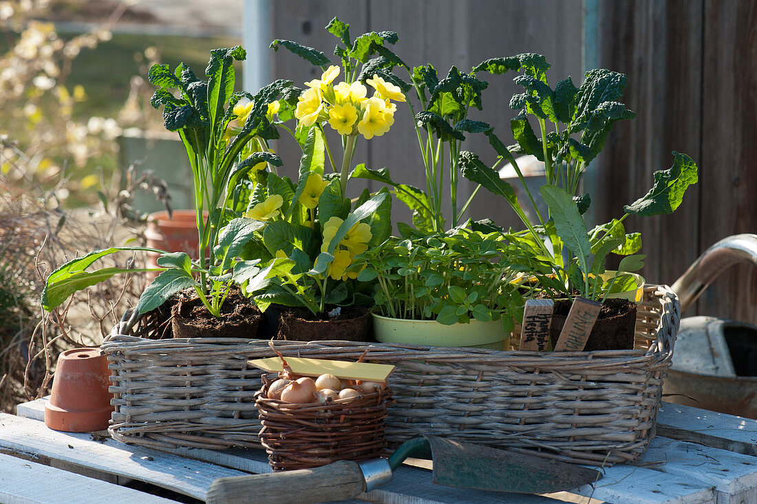 Seedlings of palm kale 'Nero di Toscana' and artichokes with cowslip and oregano in a basket, basket with bulbs