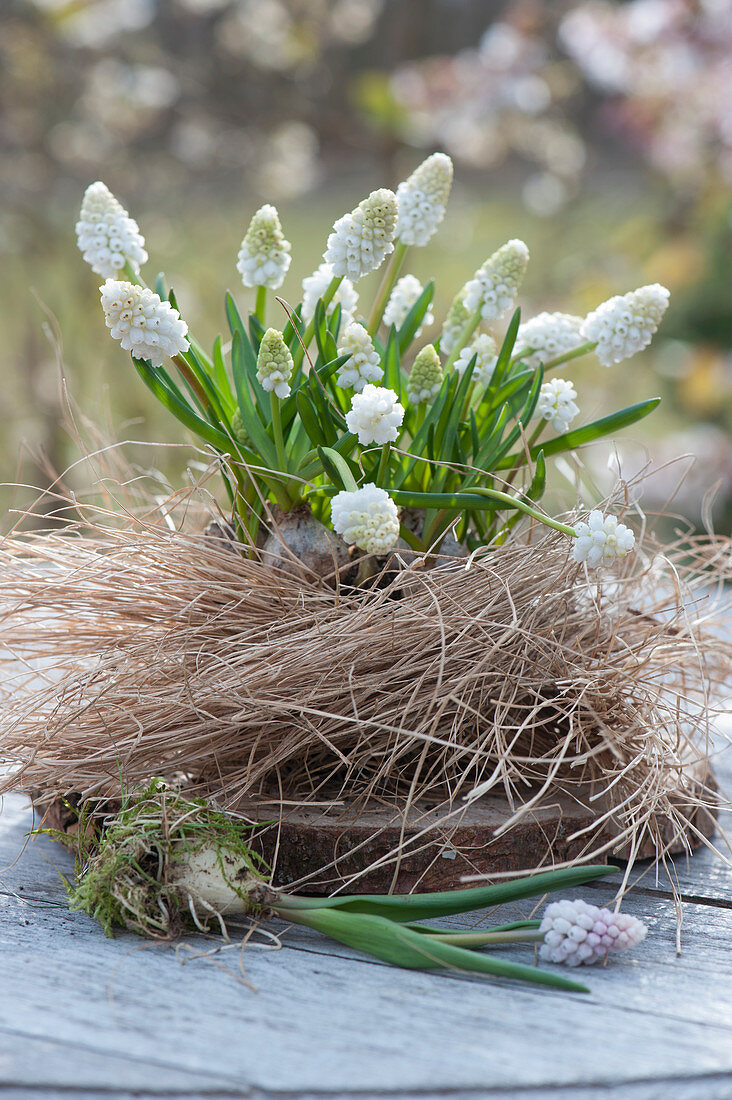 Small grape hyacinths 'White Magic' wrapped in grass on a wooden disc