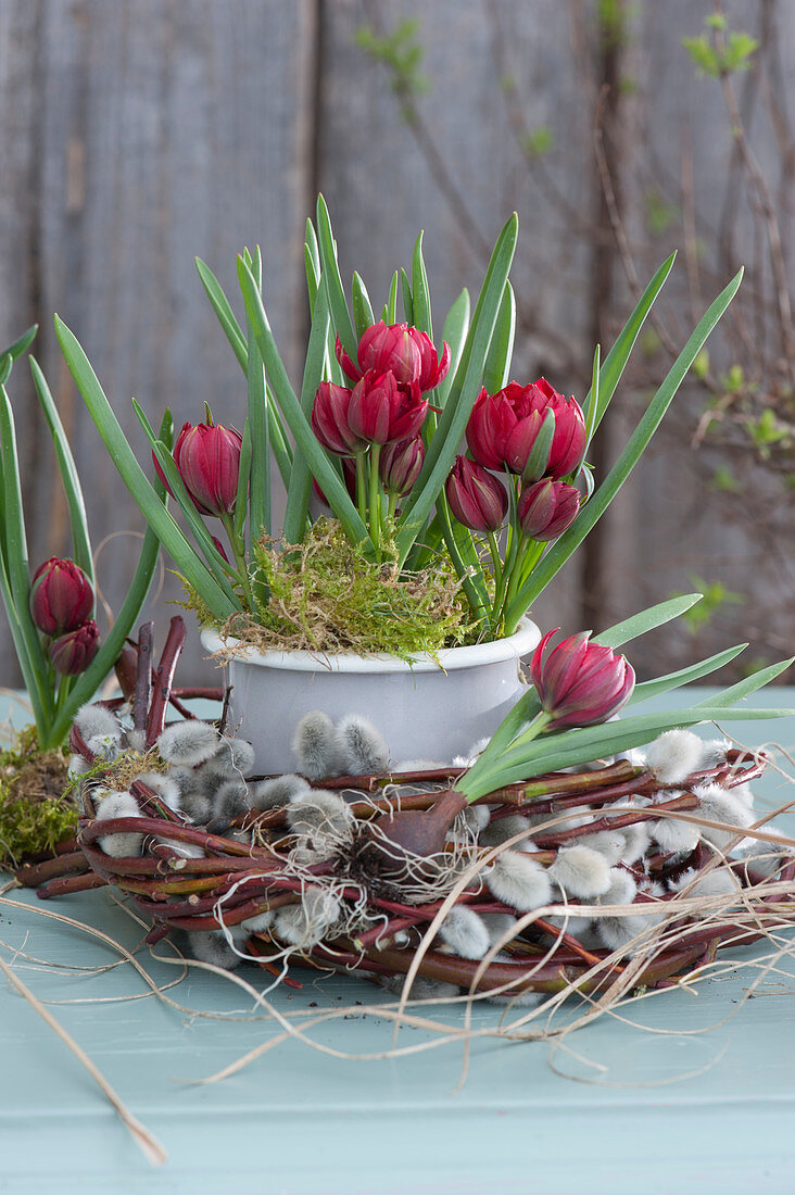 Double flowering wild tulip 'Samantha' in a wreath of catkin willow