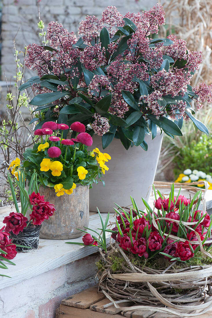 Frühlings-Arrangement mit Blütenskimmie, gefüllt blühender Wildtulpe 'Samantha' in Kranz aus Clematisranken, Tausendschön und Hornveilchen