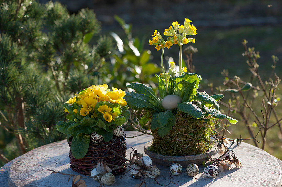 Cowslip in moss and primrose in a basket, decorated with Easter eggs