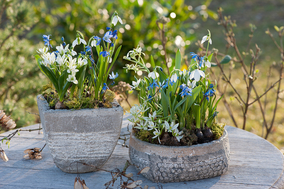 Pot and bowl with Two-leaf squill, Ornithogalum, and snowdrops