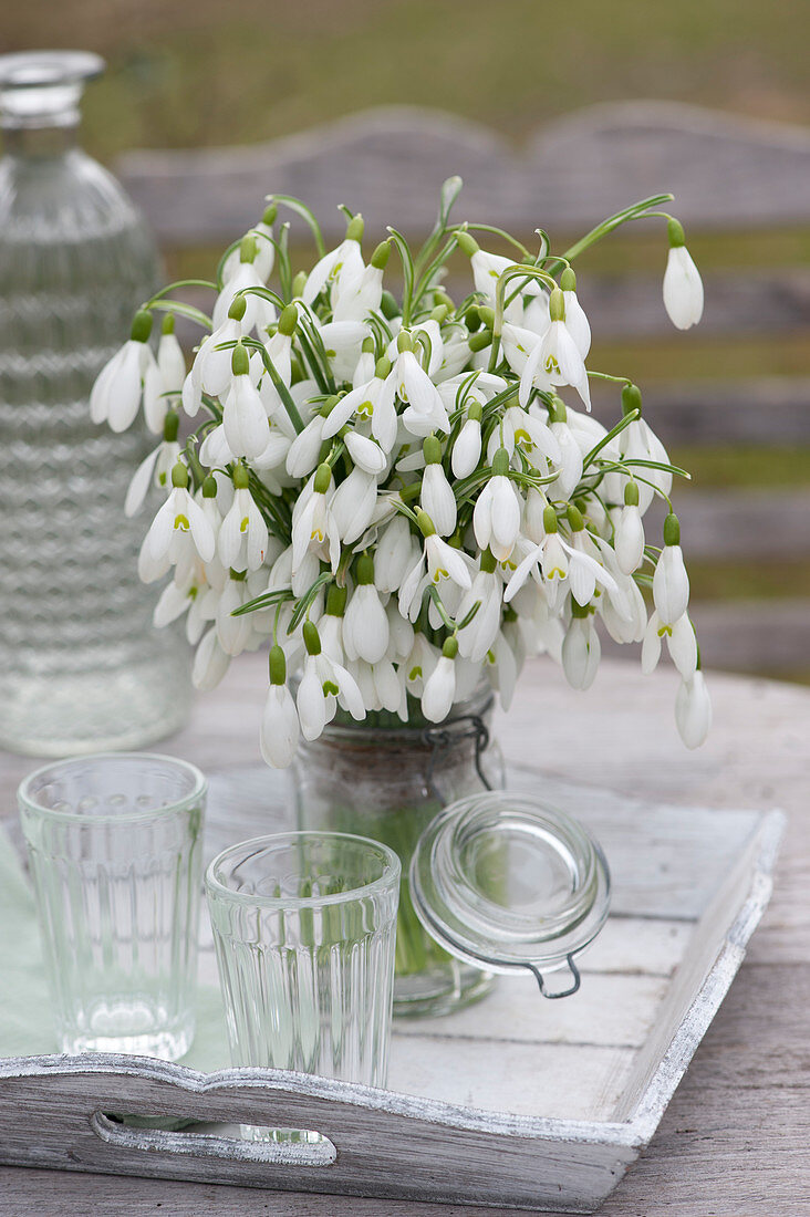 A Bouquet of snowdrops in a preserving jar