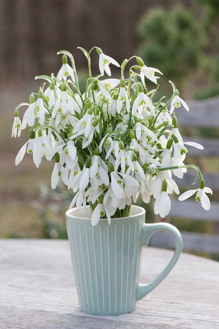 Bouquet of snowdrops in a coffee cup