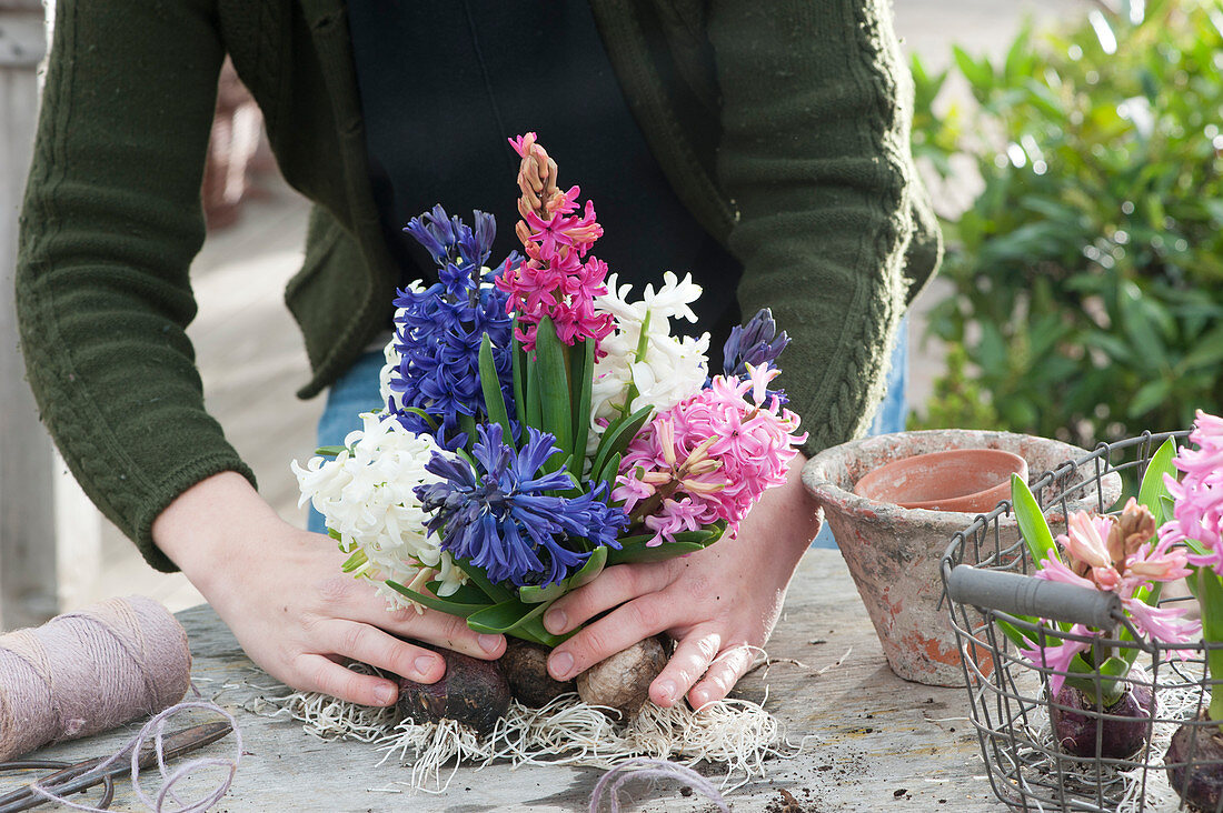 Bouquet of hyacinths with bulbs: Woman assembles hyacinths with bulbs to a bouquet