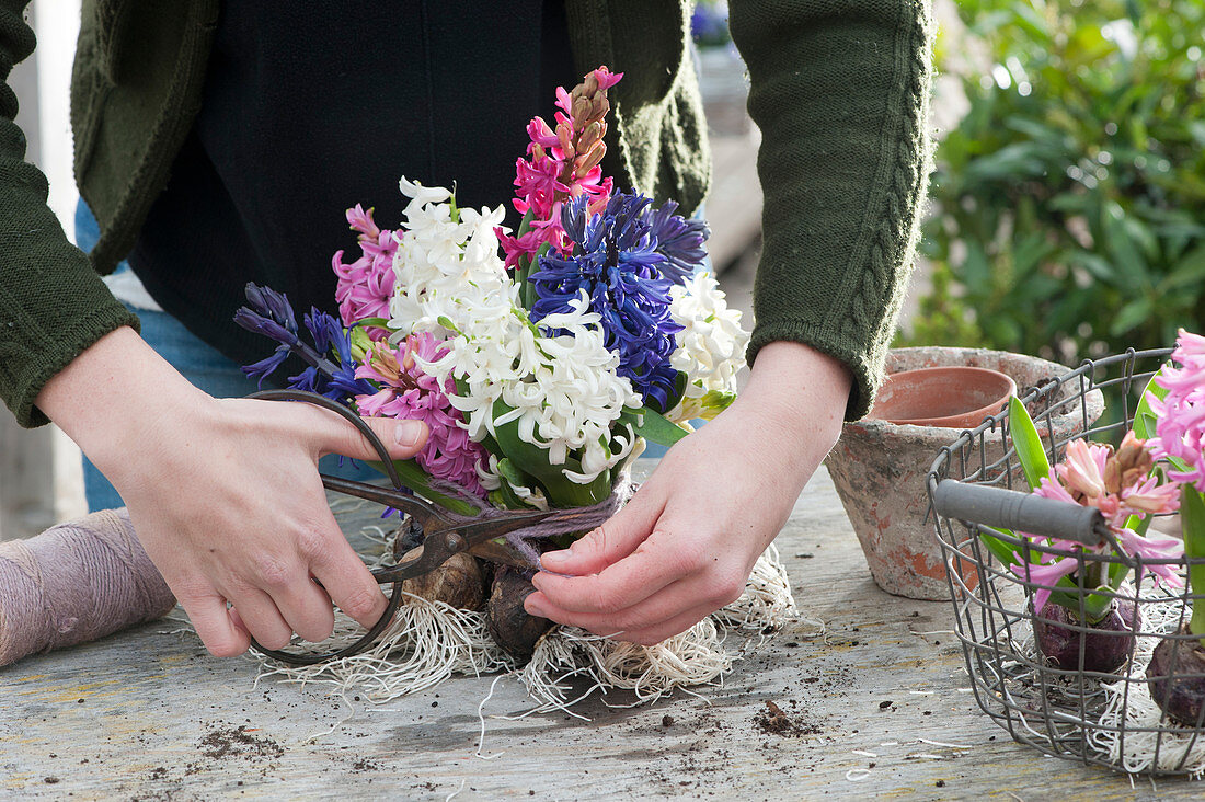 Bouquet of hyacinths with bulbs: Woman cuts off a string that is too long