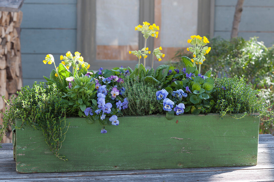 Green wooden box with primroses, horned violets, thyme, scented violets and Tausendschon Roses