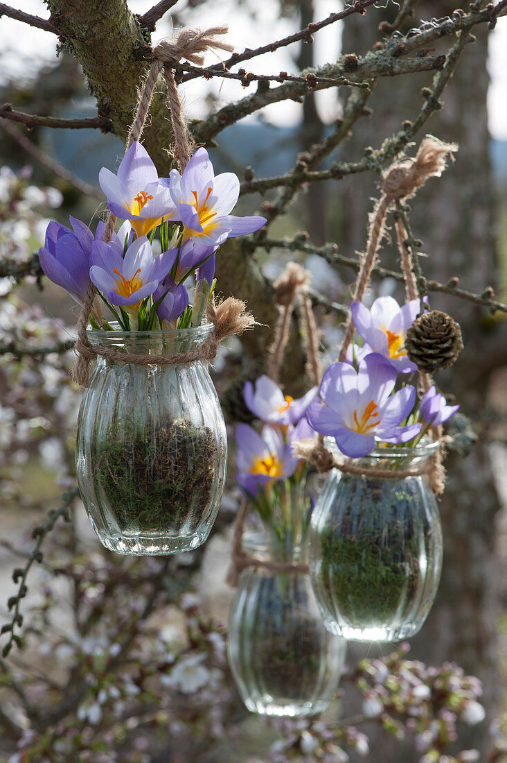 Crocuses 'Blue Pearl' as hanging decoration in jars with moss-hung on branches