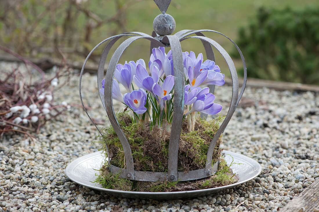 Krokusse 'Lilac Beauty' in Mooskranz unter Krone