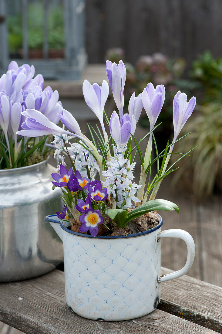 Crocuses 'Lilac Beauty' 'Tricolor' and puschkinia in enamel pots