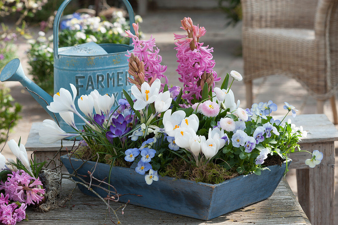 Crocuses, hyacinths, horned violets, and Tausendschon rose in a wooden bowl