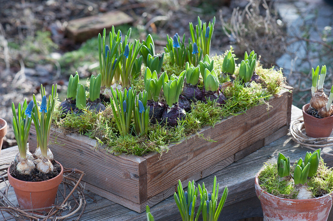 Grape hyacinths and hyacinths in wooden boxes and pots, with moss and clematis vines