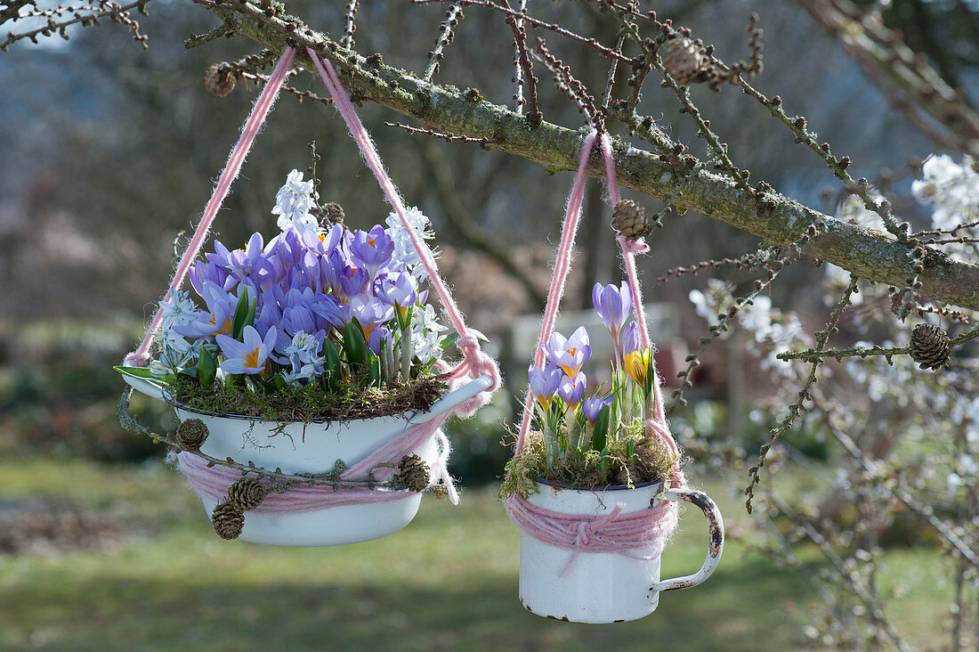 Old enamel pots planted as hanging baskets with crocuses and puschkinias hung on a branch