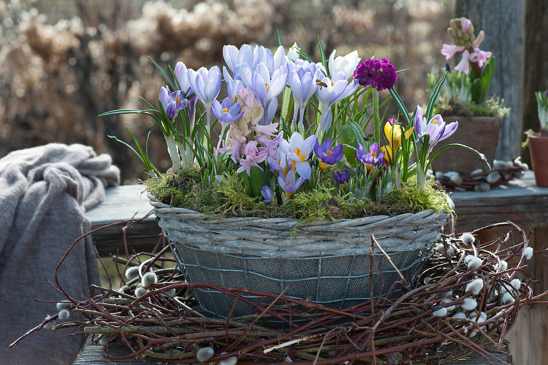 Basket with crocuses, hyacinths, and globe primroses in a wreath of catkin willow