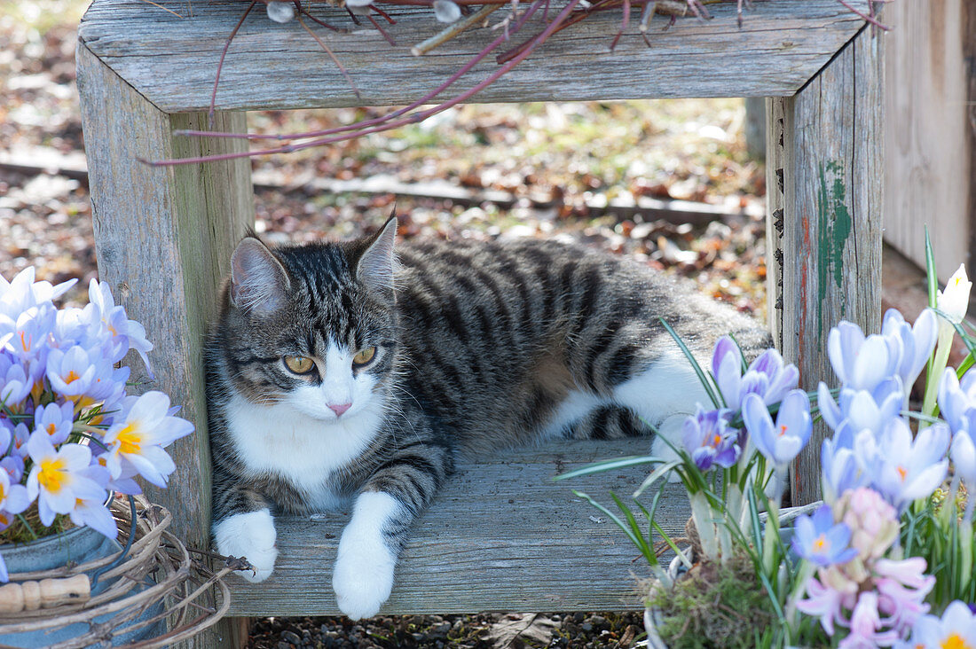 Cat Stella lies relaxed between pots with crocuses