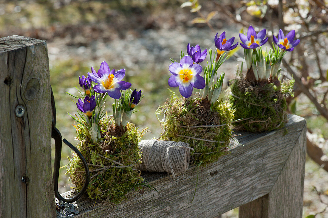 Kokedama: Crocuses in moss