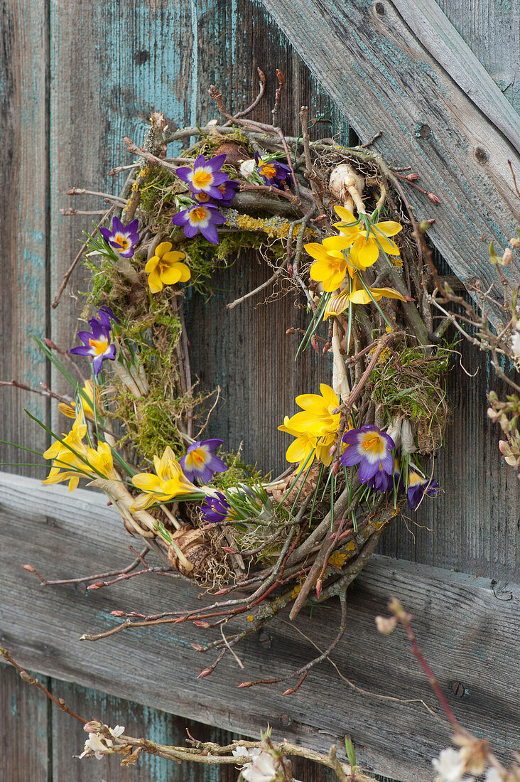 Crocuses with moss in a wreath of twigs