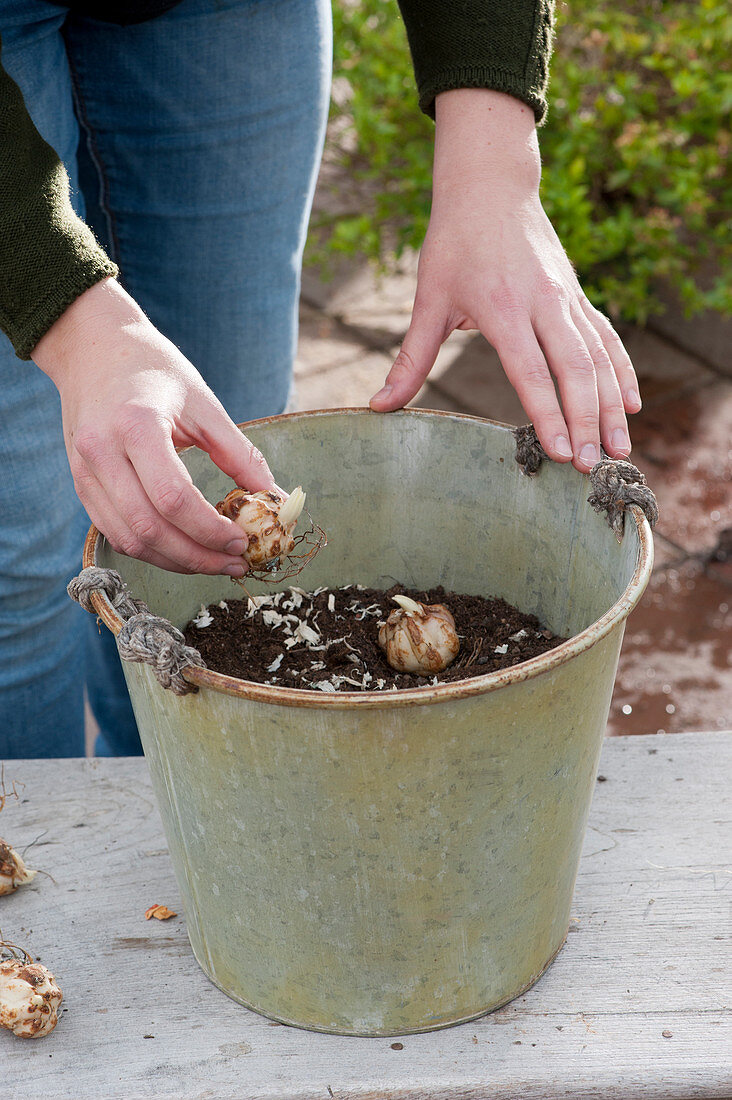 Planting lily bulbs in tubs: A woman puts lily bulbs in a pot with soil