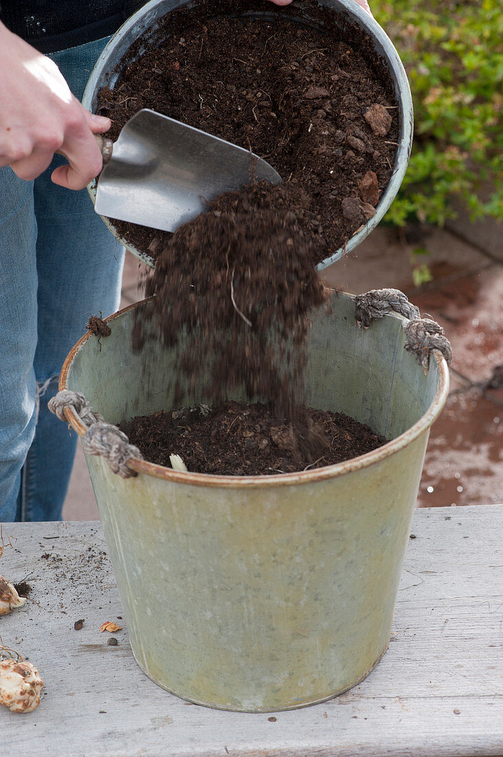 Planting lily bulbs in planters: A Woman covers lily bulbs with soil