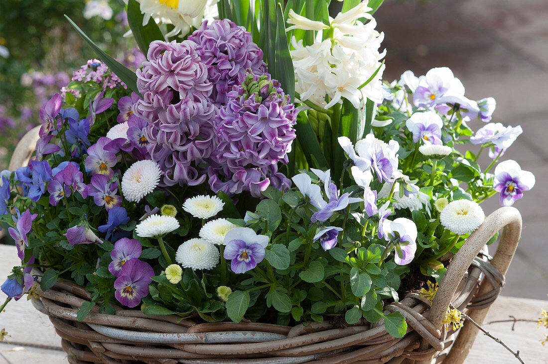 Basket with hyacinths, horned violets, and daisies
