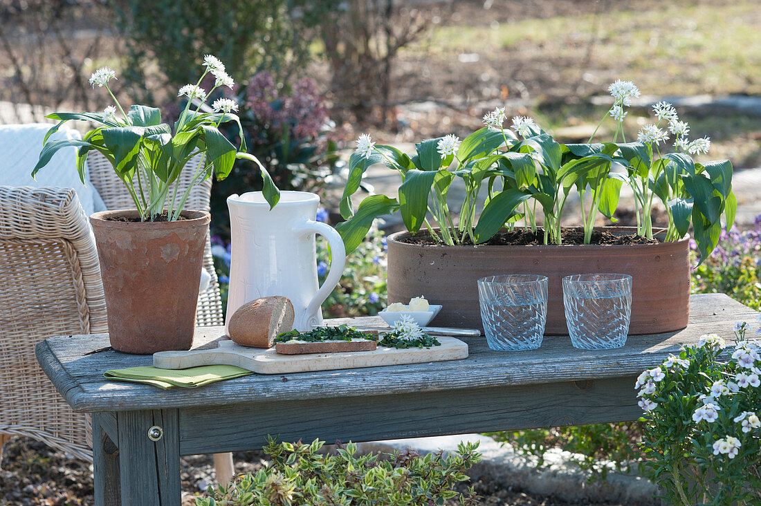 Wild garlic in terracotta containers and freshly cut on buttered bread, the flowers are also delicious