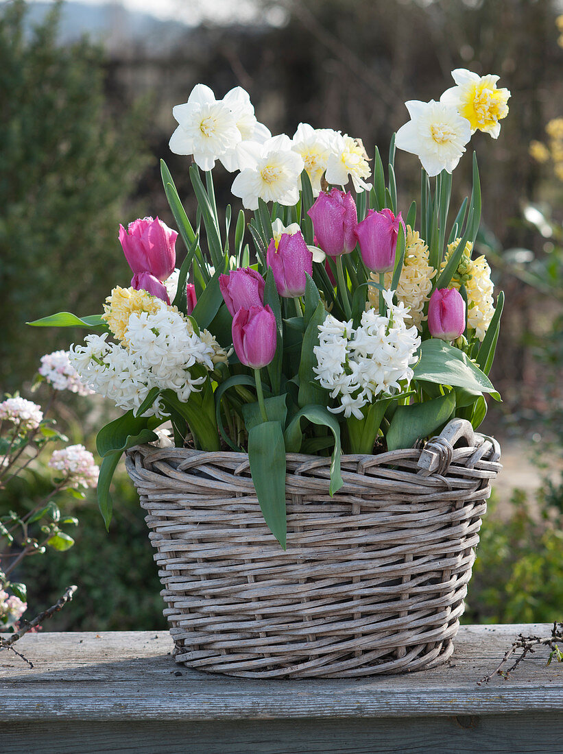Basket with daffodils 'Ice Follies' 'Cassata', Crispa Tulips 'Split' and hyacinths 'White Pearl' 'The City of Harlem'.