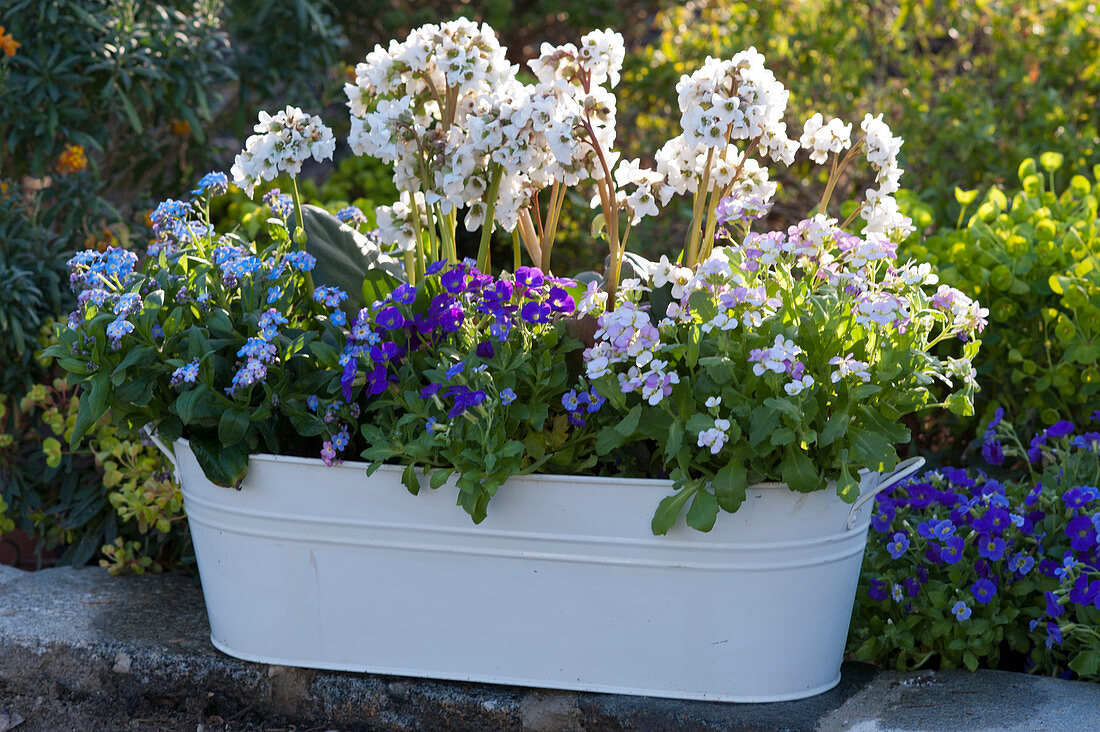 Spring arrangement: white jardiniere with Bergenia 'Snow Crystal', forget-me-not, Aubrieta 'Just Spring Blue' and watercress 'Pink Gem