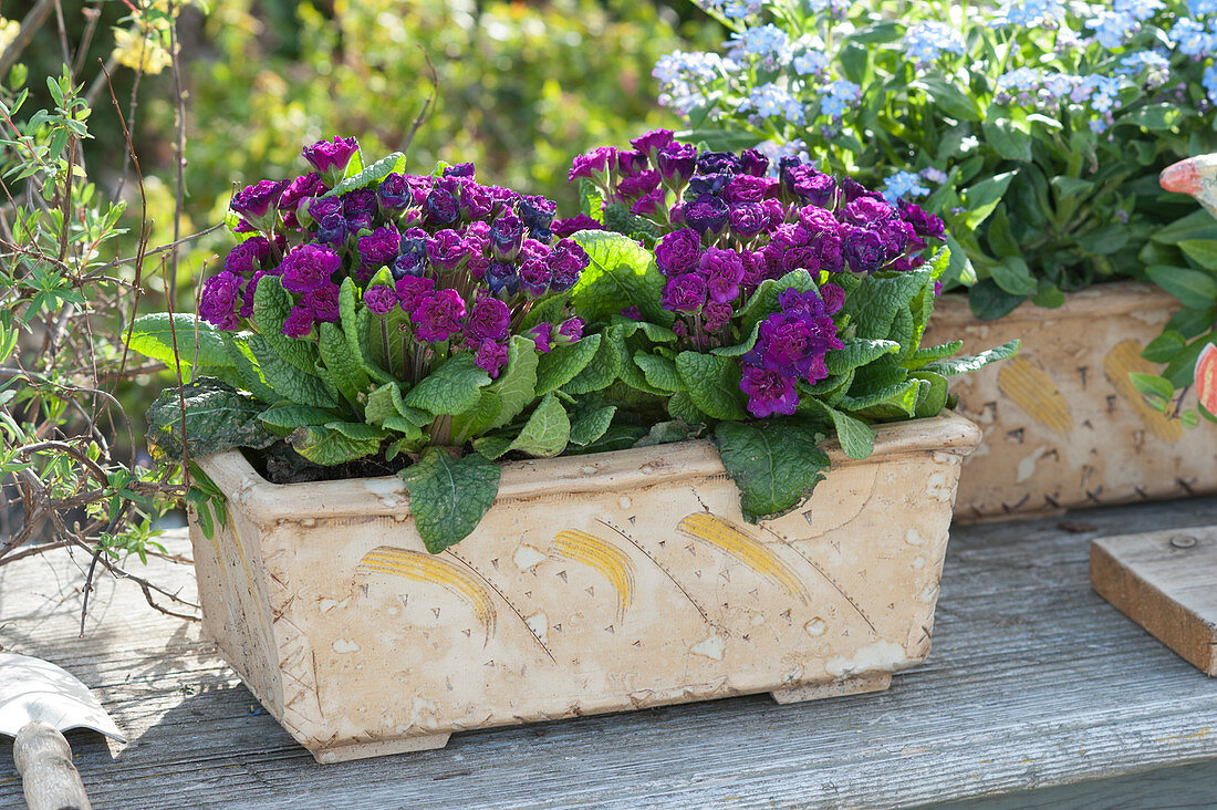 Primrose Belarina 'Beaujolais' in a ceramic planter