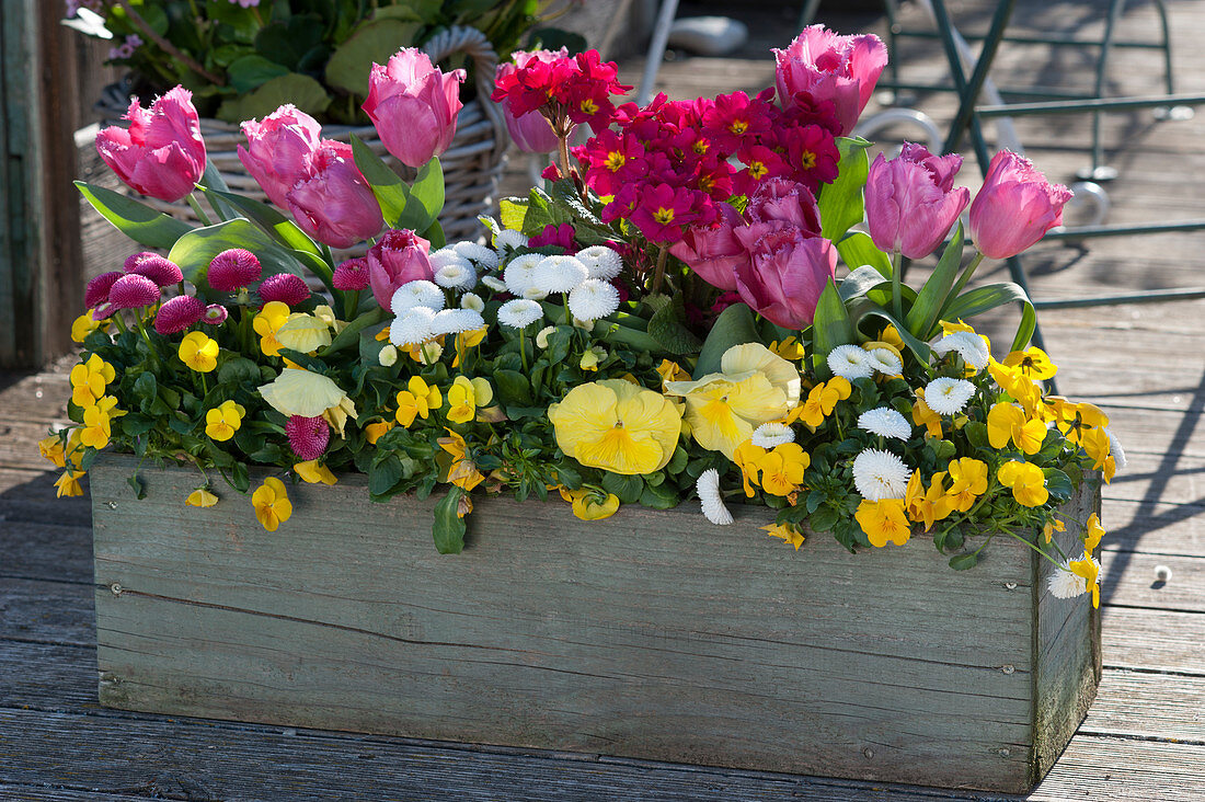 Wooden box with fringed tulip 'Split', primrose, horned violet, Tausendschon Rose, and pansies