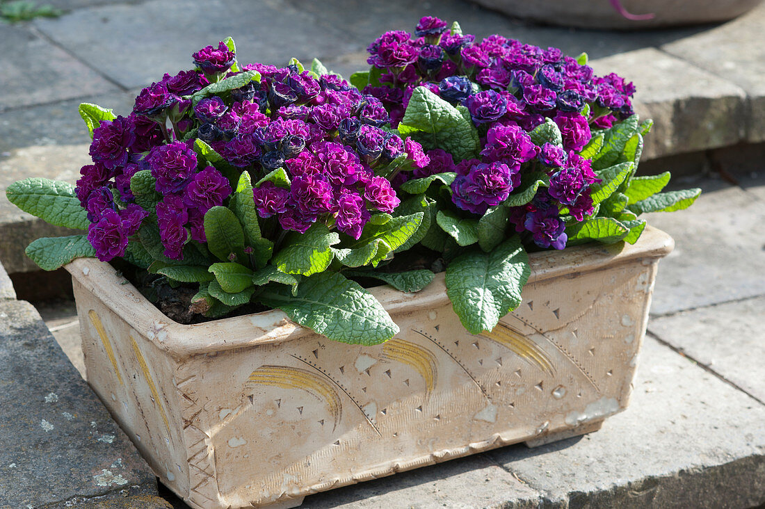 Frühlingsflirt: gefüllte Primeln Belarina 'Beaujolais' im Keramik-Kasten