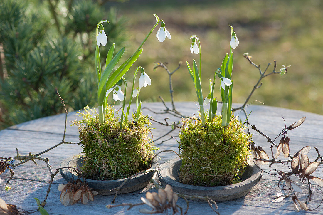 Snowdrops in moss