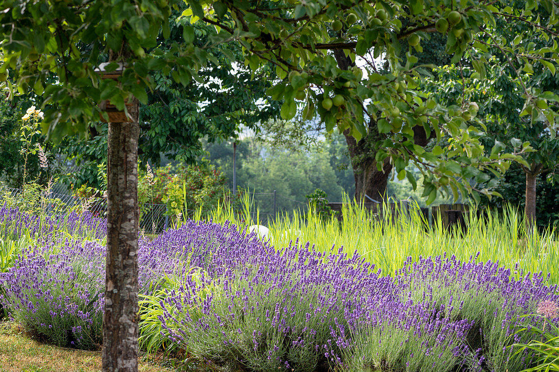 Flowering lavender and grass between fruit trees