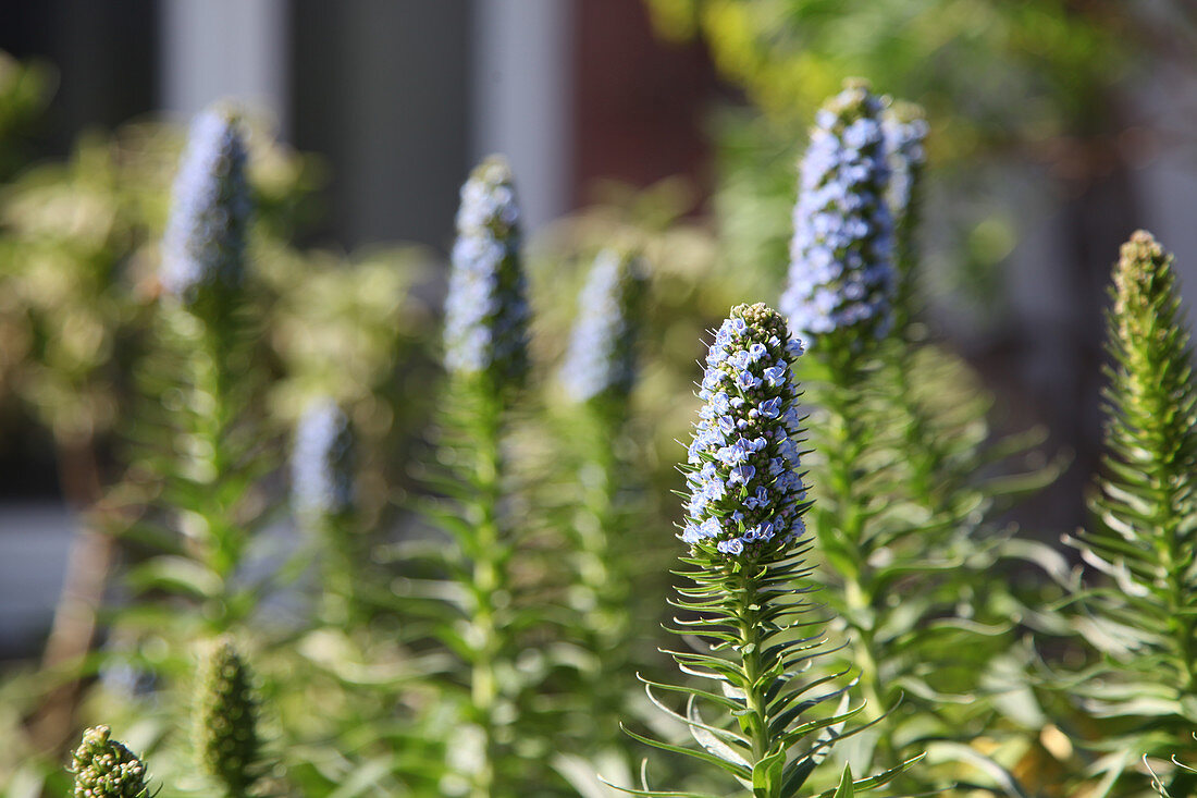 Pride of Madeira (Echium candicans)