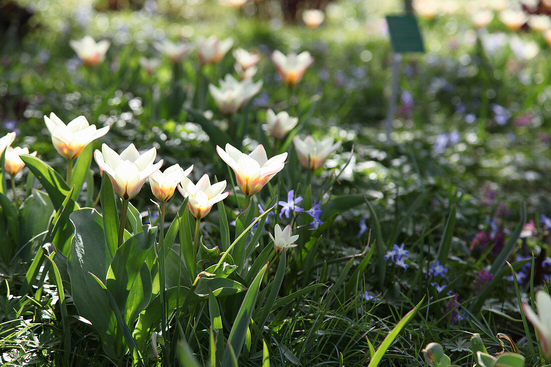 Blumenwiese mit Tulpen 'Hope' und Blausternchen