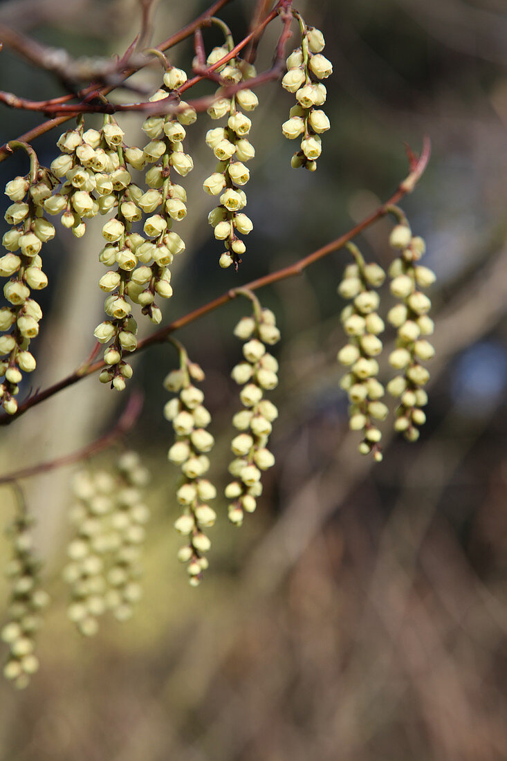 Early stachyurus (Stachyurus praecox)