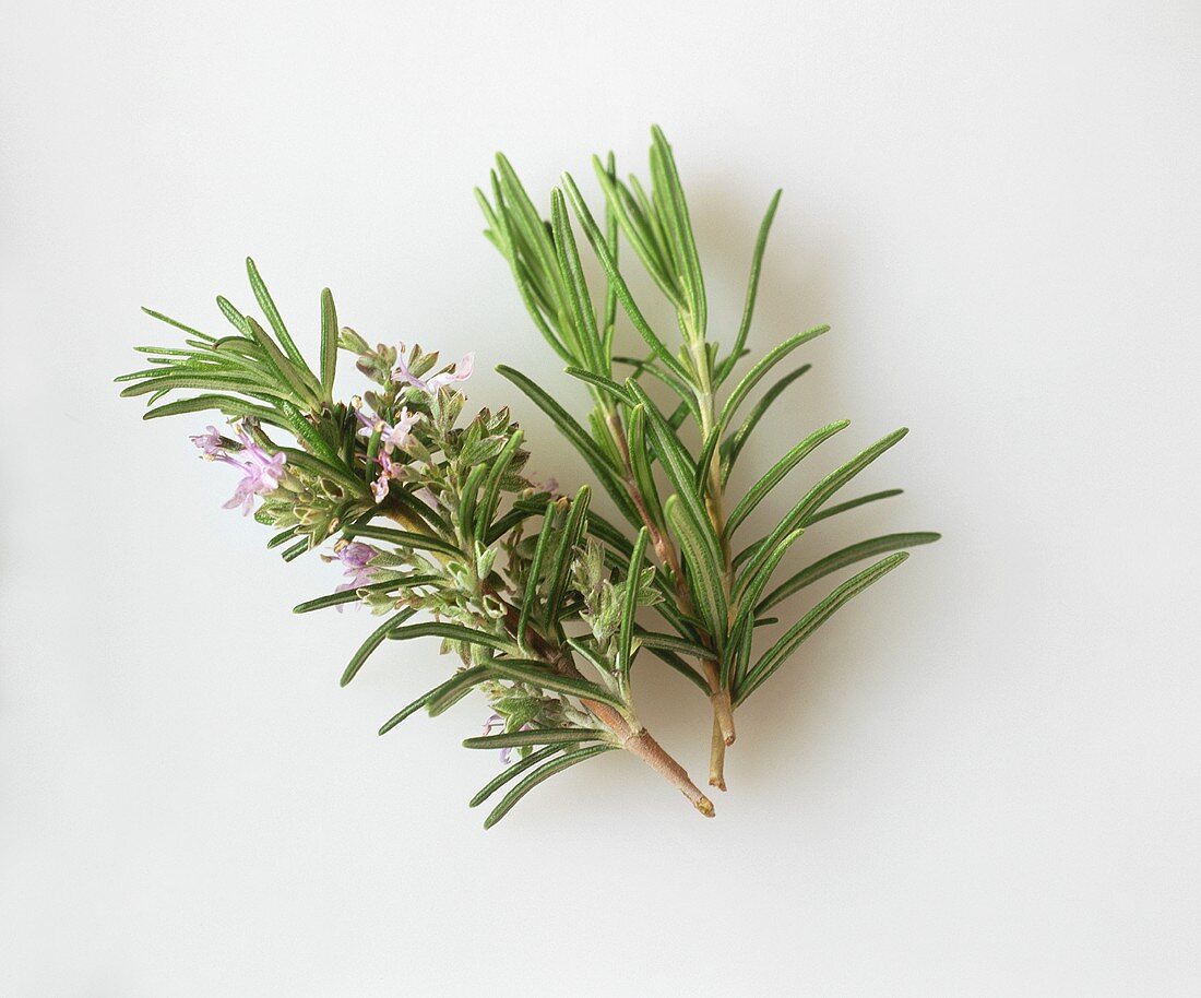 Sprigs of rosemary, one with & two without flowers