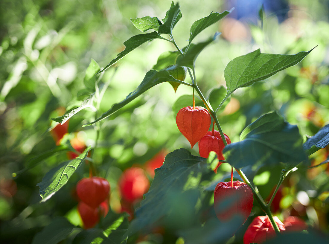 Physalis plant with orange lanterns