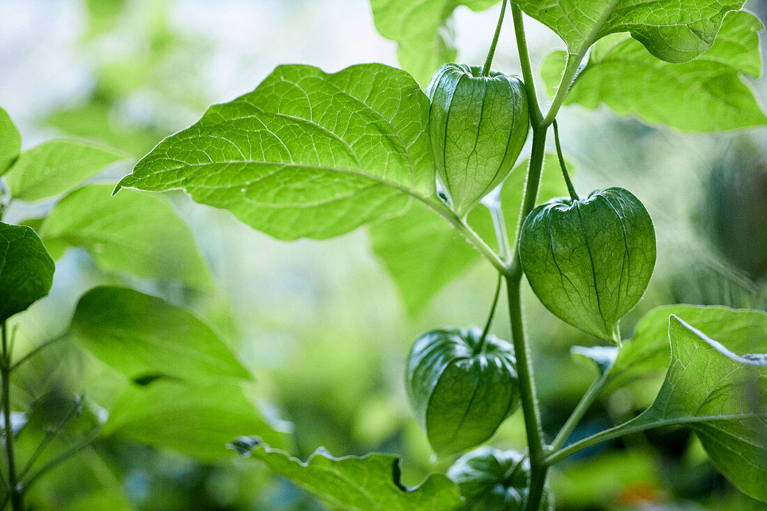 Lampionpflanze mit grünen Lampions