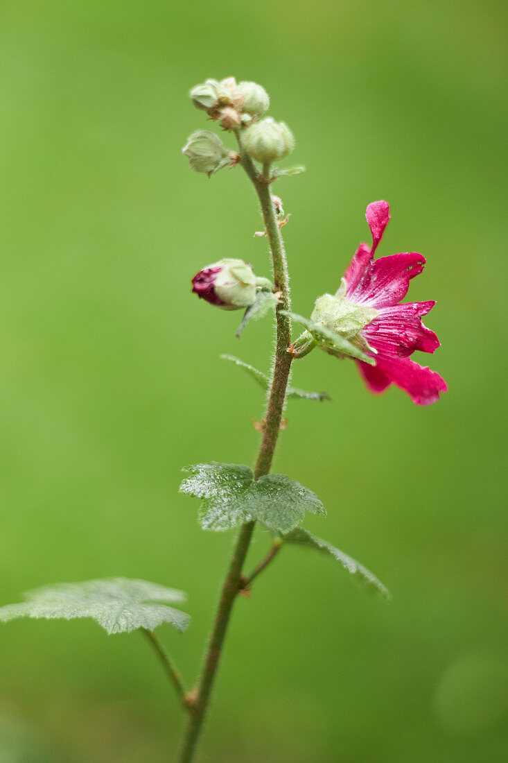 Red-flowering hollyhock