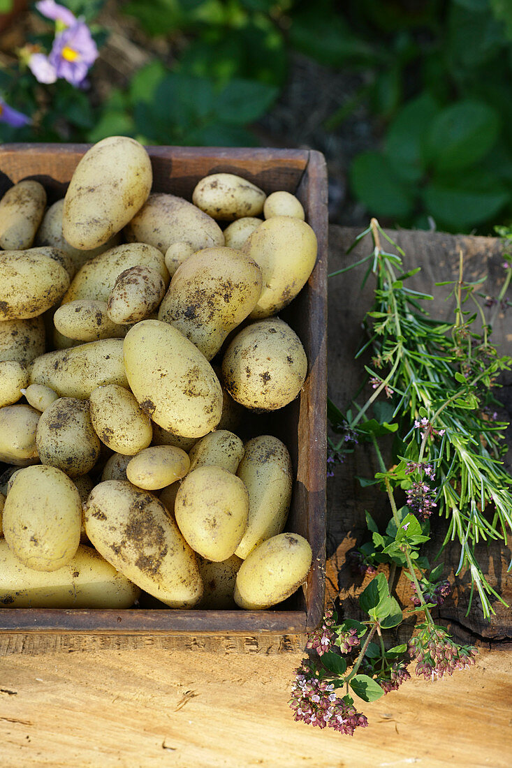 New potatoes thyme oregano rosemary harvest in vegetable garden