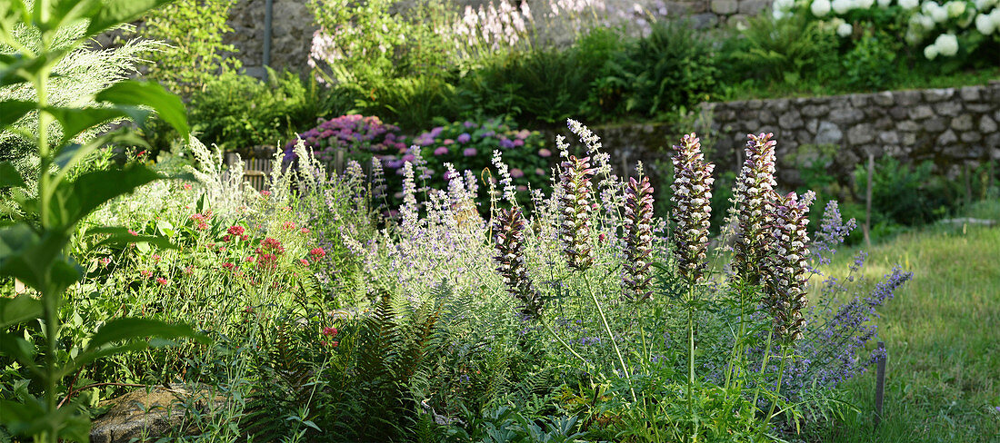 Herbaceous border with hogweed, catmint and valerian