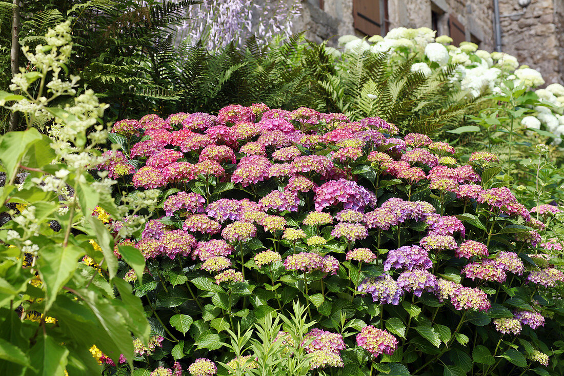 Bed of hydrangeas and ferns