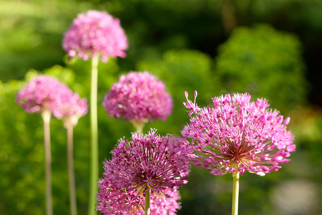 Flowering allium 'Gladiator' in garden