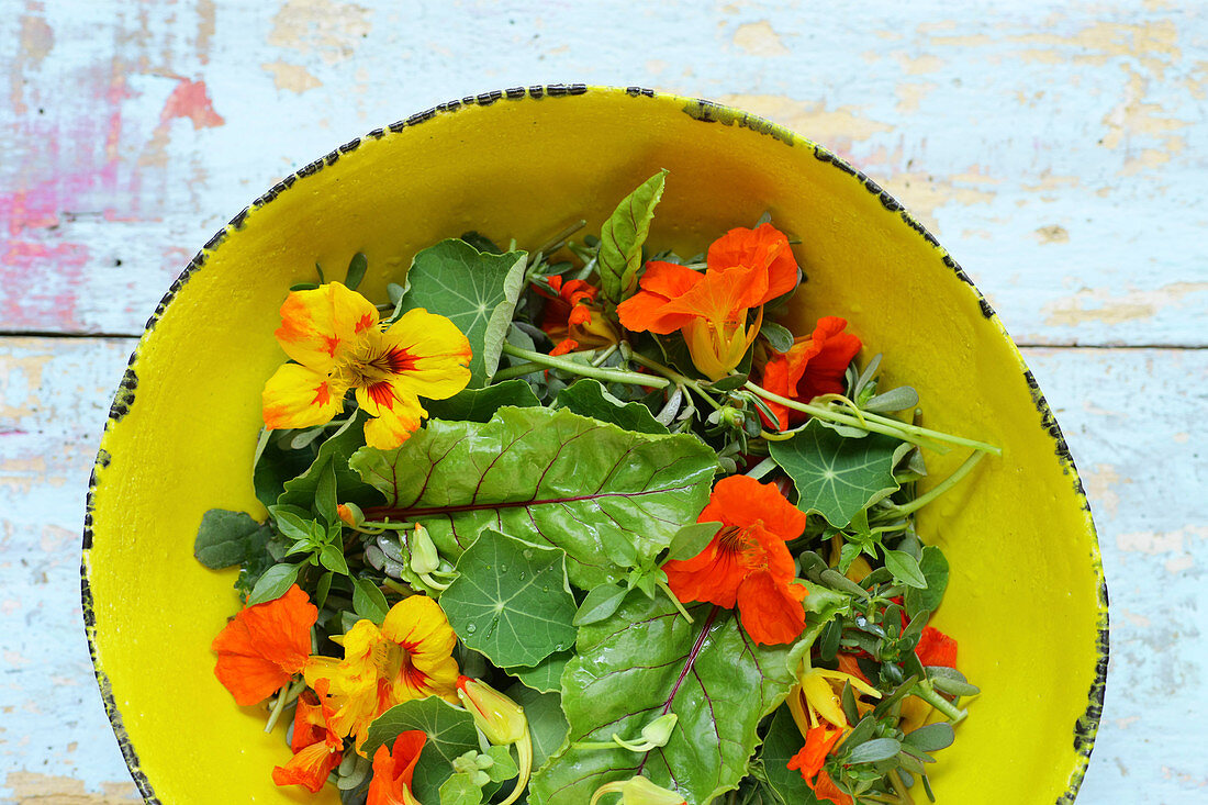 Wild herb salad with nasturtium flowers