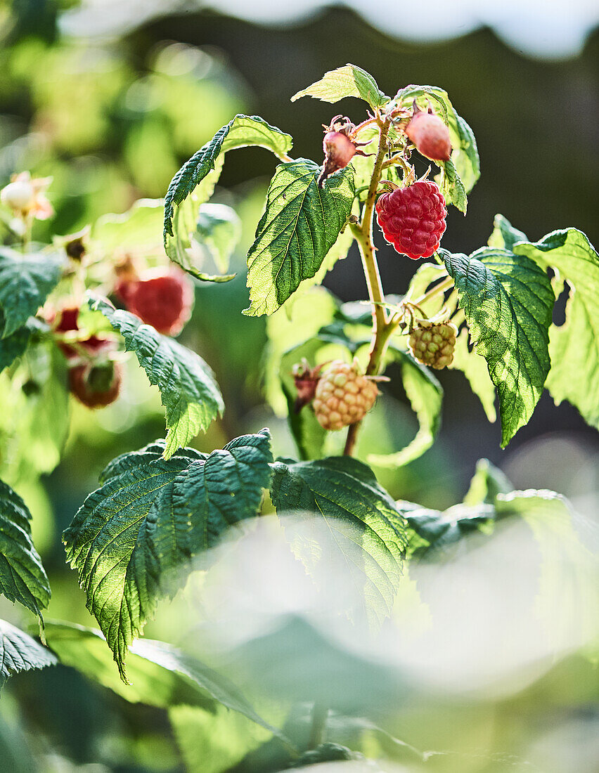 Raspberry plant